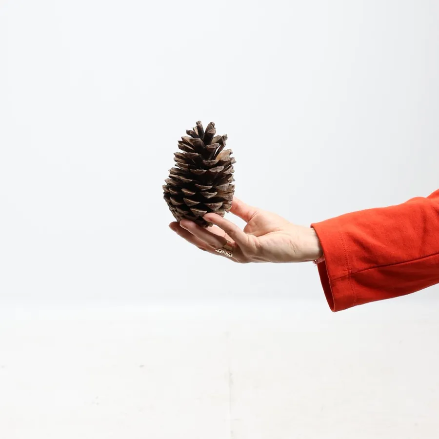 Une main tend une pomme de pin sur fond clair